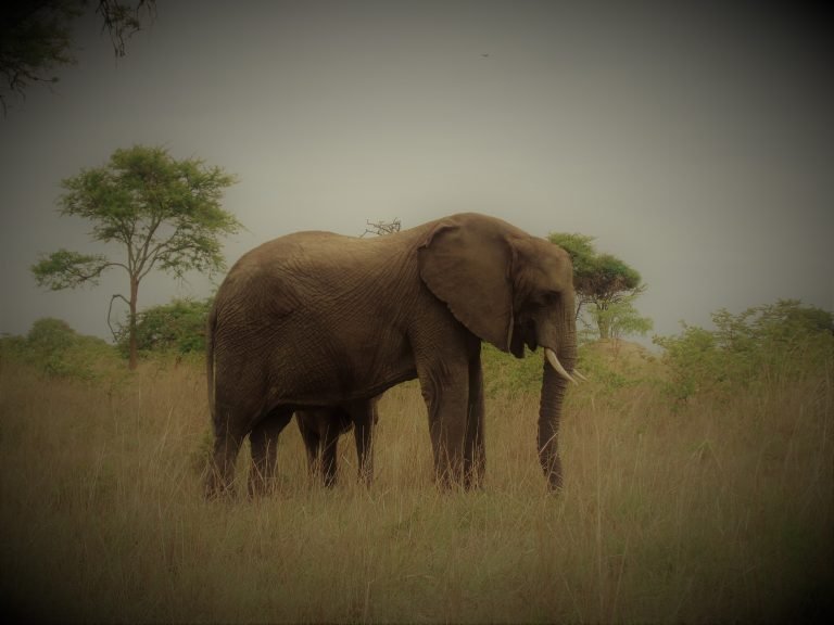 Cool facts about Elephants in Africa EC Travels