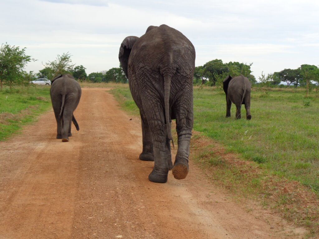 Cool facts about Elephants in Africa EC Travels