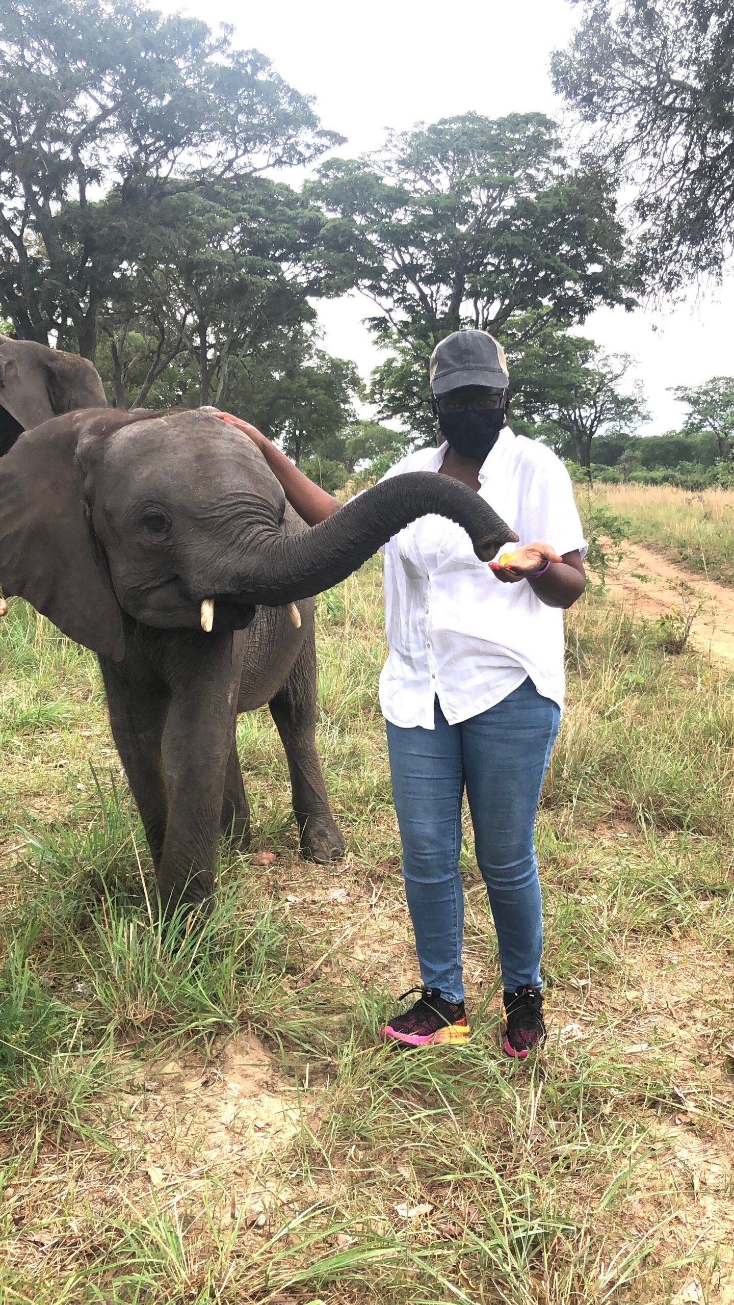 Cool facts about Elephants in Africa EC Travels