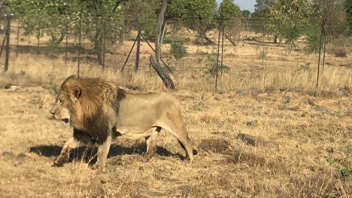 King of the jungle  needs no introduction