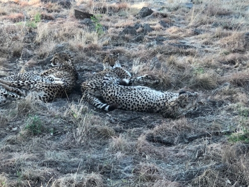 Leopard family at the lion park.