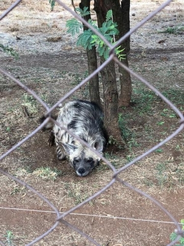 Spotted Hyena