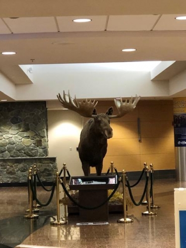 Arrival moose sculpture at the airport