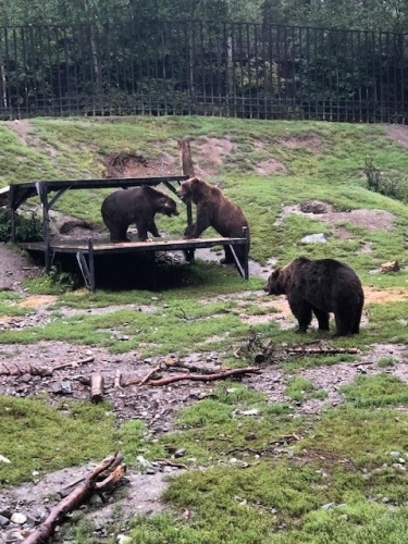 Bear family of three