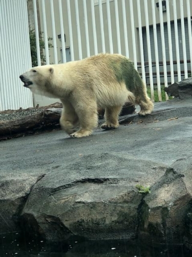 Bear in zoo