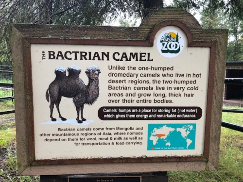 Camel information