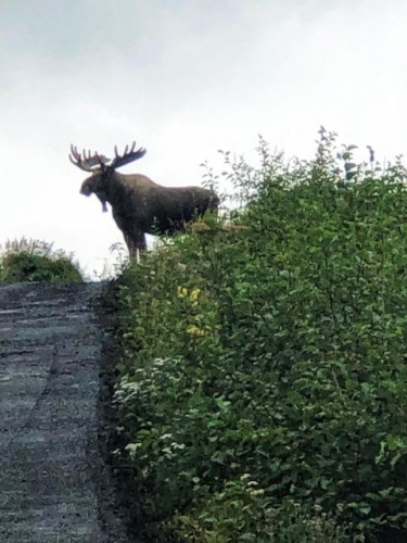 Mountain Moose