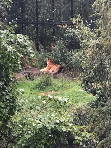 The Tiger resting