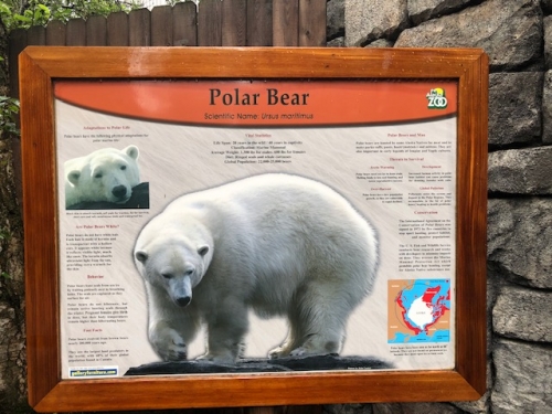 bear information