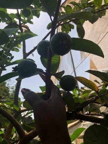 Checking for ripe Guava