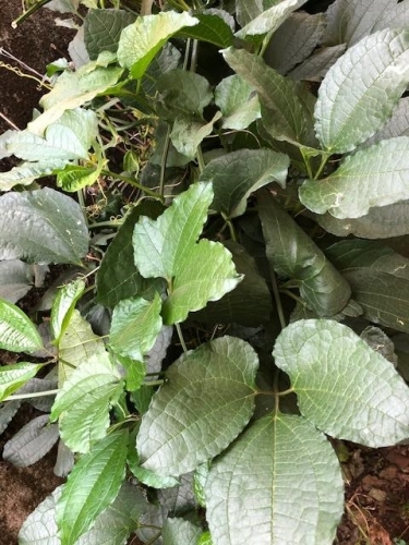 Fluted pumpkin leaves