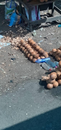 Freshly harvested Coconuts