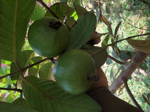 Guava