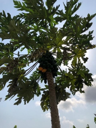 Papaya ,PawPaw