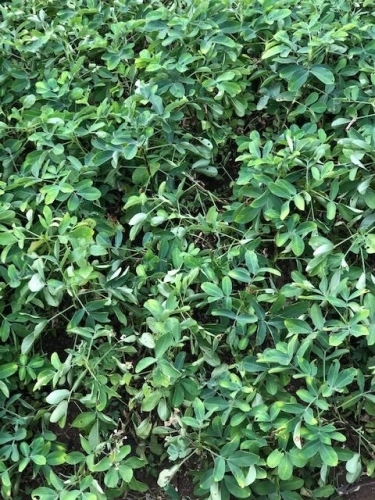 Peanuts before harvest