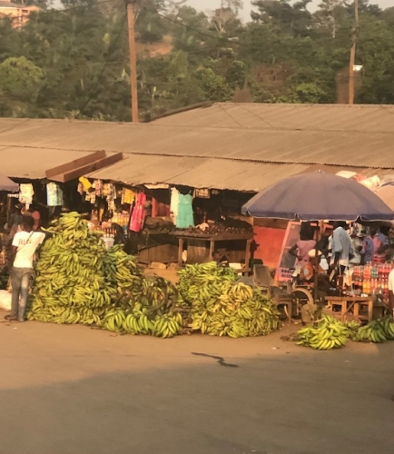 Plantains from farm ro market