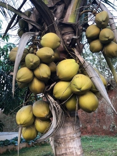 coconuts for the plucking