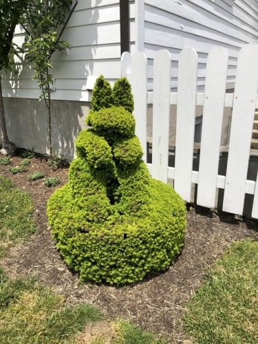 Cat form shrub design