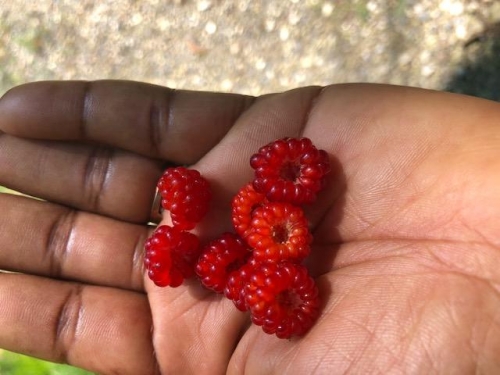 Wild rasberries