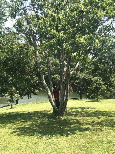 Lots of trees for shade