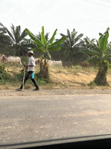 Cows with their Fulani herdsman