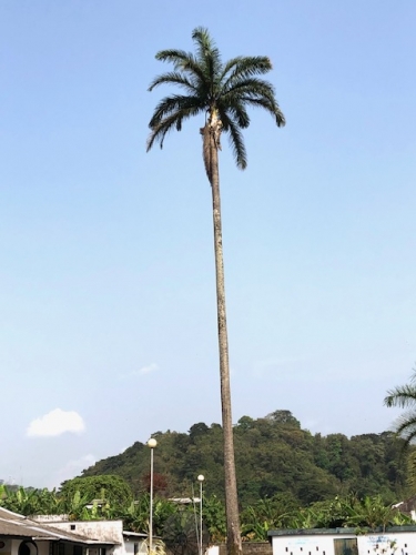 Tallest palm I have ever seen