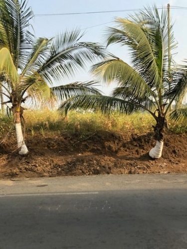 painted palm indicates arrival into Limbe town