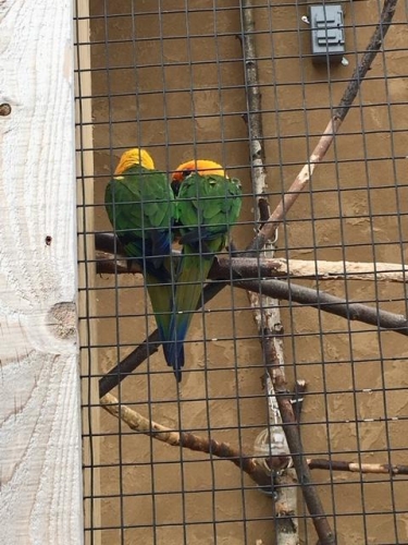 A pair of birds