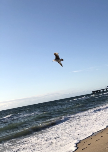 Bird-flight