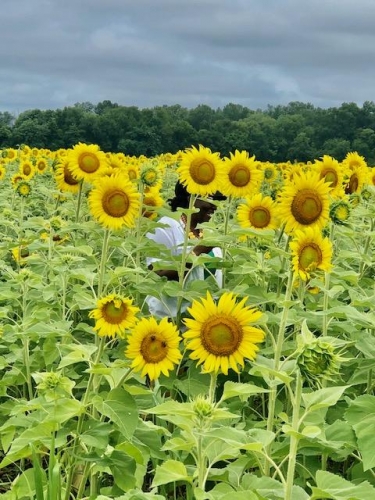 Lost in the fields