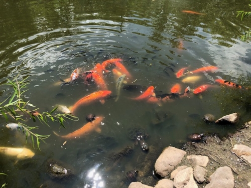 Lovelt fish pond