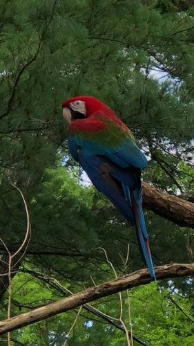 Parrot beauty