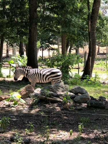 The Zebra on the move