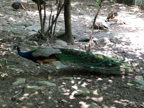 peacock beauty