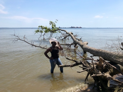 dead trees create beach ambiance