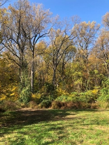 Green yellow leaves