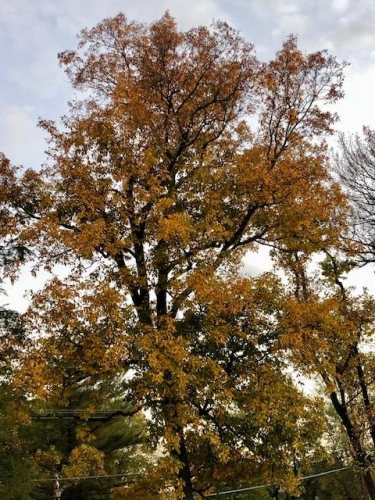 The green fall leaves