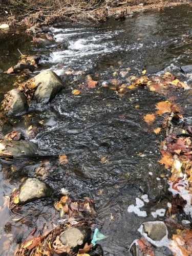 The leaves and the  river