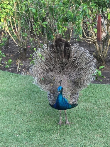 Elaborate peacock beauty