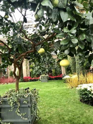 The-genetically-engineered-grape-fruit-tree