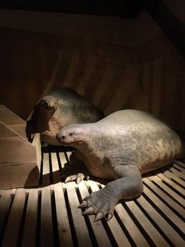 Noah did bring animals that are now extinct