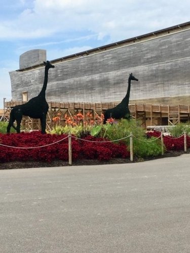 Pair of Giraffs making their way into the arck