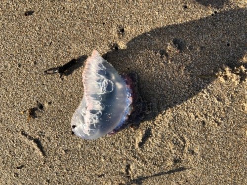 Beach-creatures-looks-like-a-jelly-fish