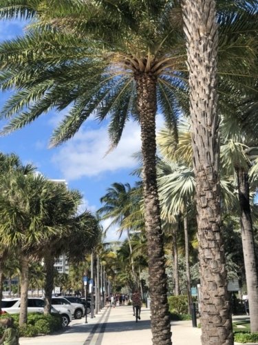 Coconut-tree-tunnel-walk