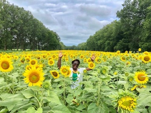 Sunflowers as far as the natural eyes can see.