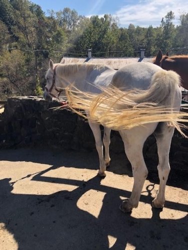The white Stallion was not up fro a ride that day